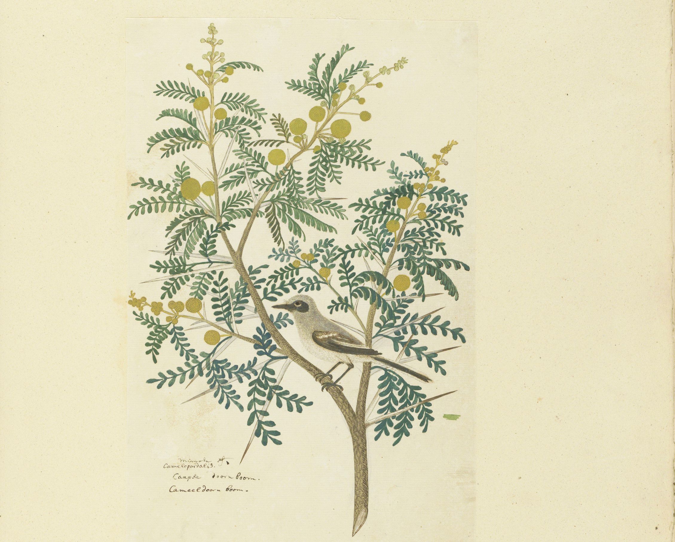 Acacia karroo Hayne or Vachellia karroo (1777-1786) – Robert Jacob Gordon